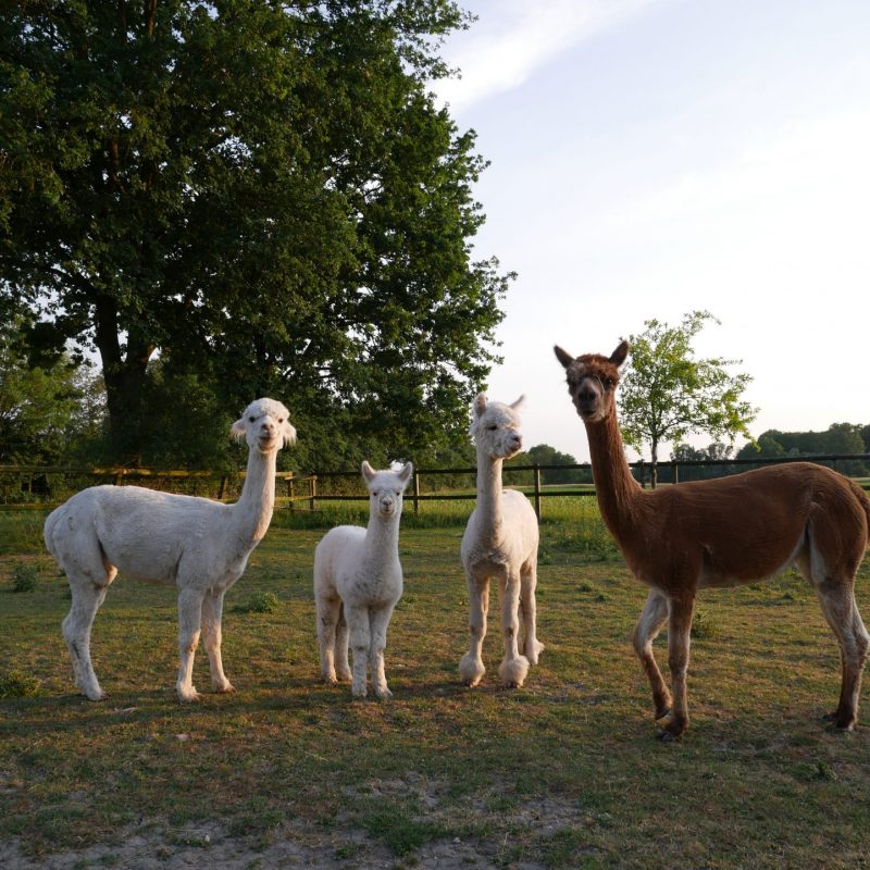 Alpaka-Produkte