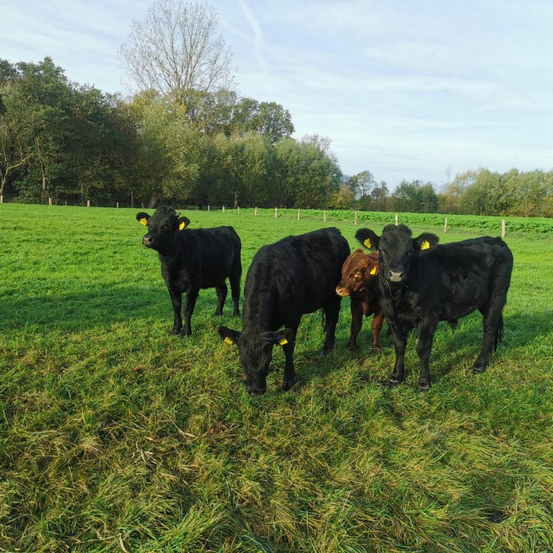 Rindfleisch vom Dexter